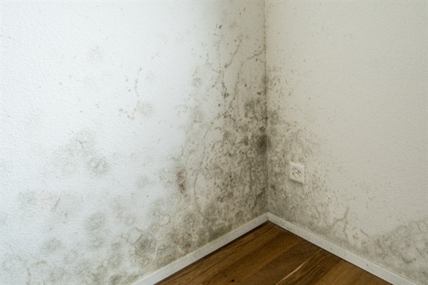 Prevent Mold Growth After Water Damage in the Twin Cities: Essential Steps